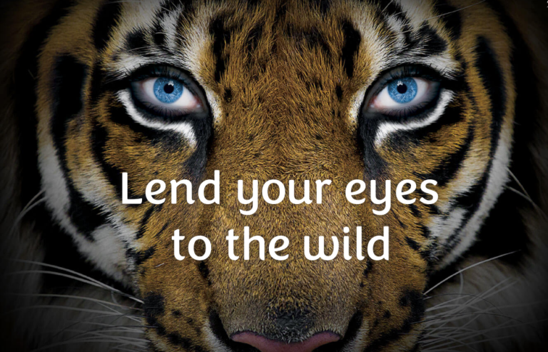 Close-up van de kop van een tijger met opvallend blauwe ogen en de tekst “Lend your eyes to the wild”.