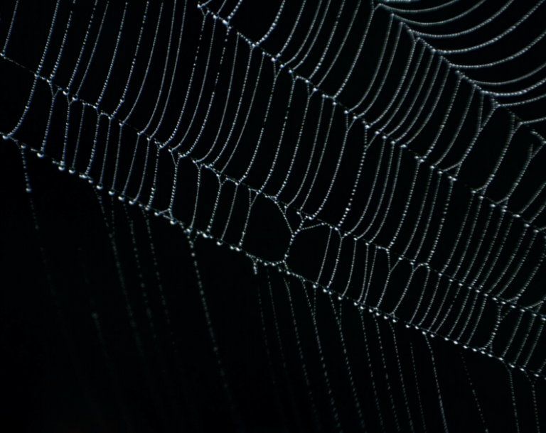 Close-up van een spinnenweb met kleine druppels tegen een zwarte achtergrond, als beeld voor het dark web.