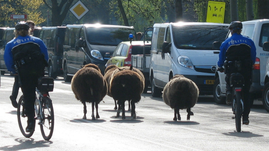 Twee politieagenten op de fiets begeleiden een groepje bruine schapen over een straat met geparkeerde busjes.