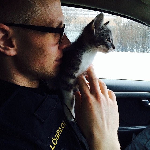 Een IJslandse agent met bril zit in een auto met een grijs-wit katje op zijn schouder dat uit het raam kijkt; op zijn vest staat “Lögregla”.